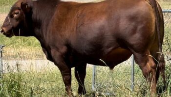 Herd Sires for Sale